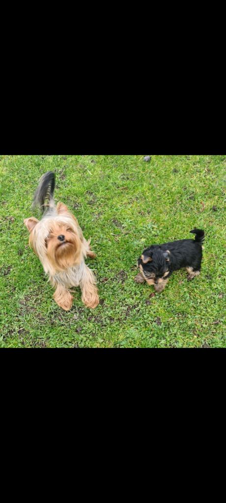 Les Yorkshire Terrier de l'affixe des terres de Maroussia