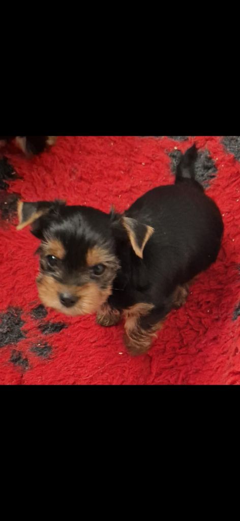 des terres de Maroussia - Chiot disponible  - Yorkshire Terrier