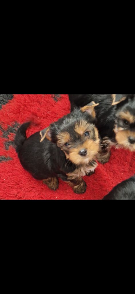 des terres de Maroussia - Chiot disponible  - Yorkshire Terrier