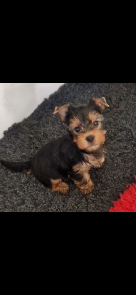 des terres de Maroussia - Chiot disponible  - Yorkshire Terrier