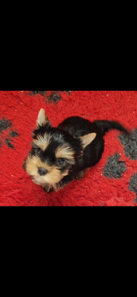 des terres de Maroussia - Chiot disponible  - Yorkshire Terrier