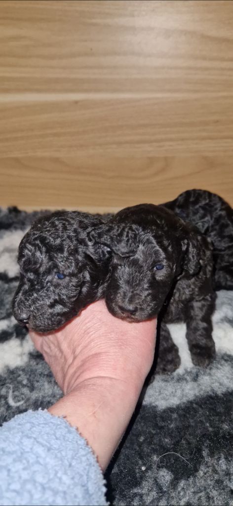 chiot Caniche des terres de Maroussia