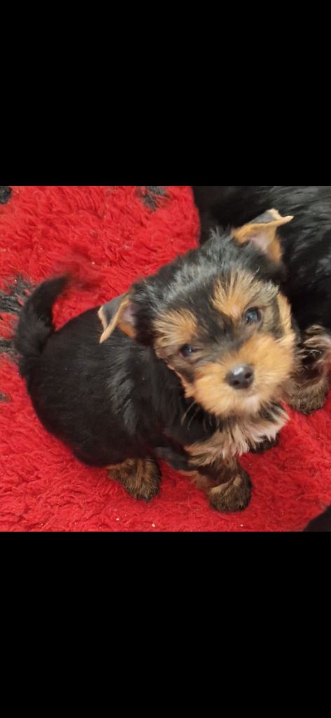 des terres de Maroussia - Chiot disponible  - Yorkshire Terrier