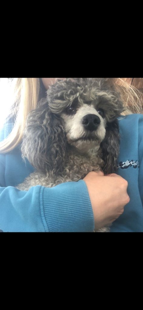 Pony du Moulin de la Terrasse