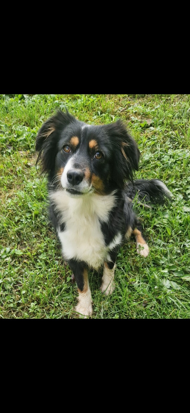 Tootsy du moulin de la terasse