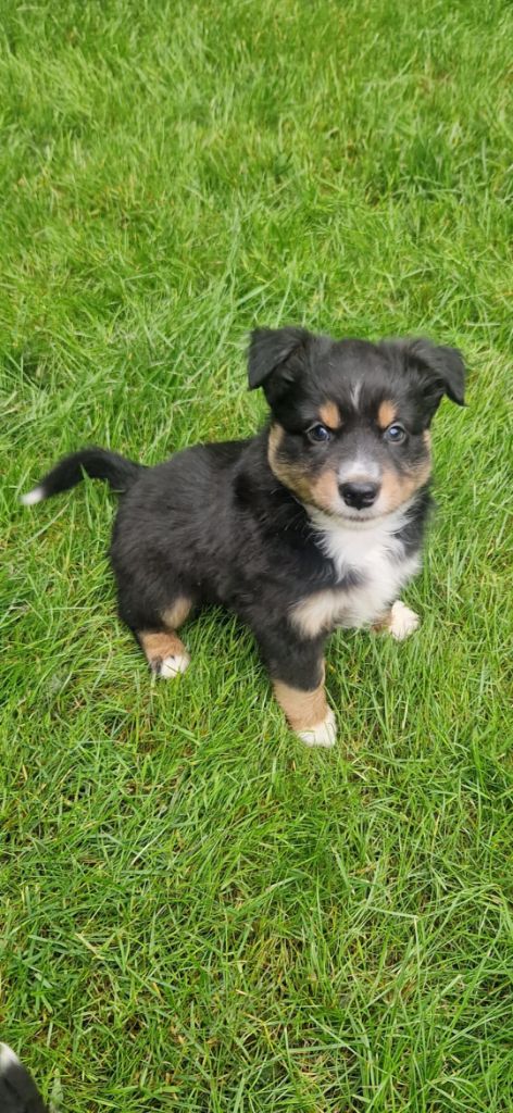 des terres de Maroussia - Chiots disponibles - Berger Américain Miniature 