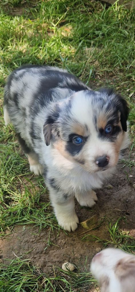 des terres de Maroussia - Chiots disponibles - Berger Américain Miniature 