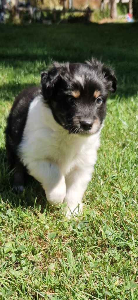 des terres de Maroussia - Chiots disponibles - Berger Américain Miniature 