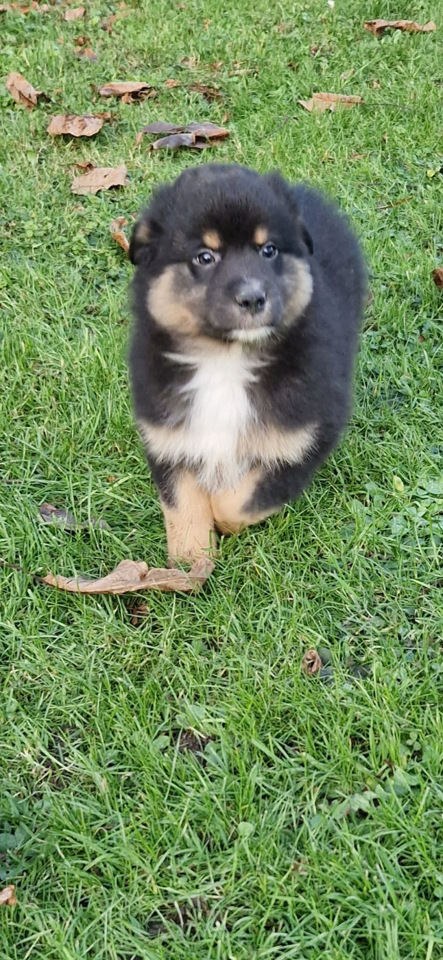 des terres de Maroussia - Chiots disponibles - Berger Américain Miniature 