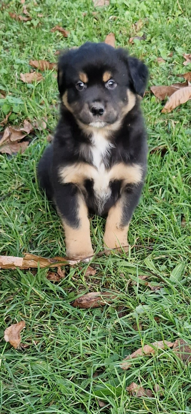 des terres de Maroussia - Chiots disponibles - Berger Américain Miniature 