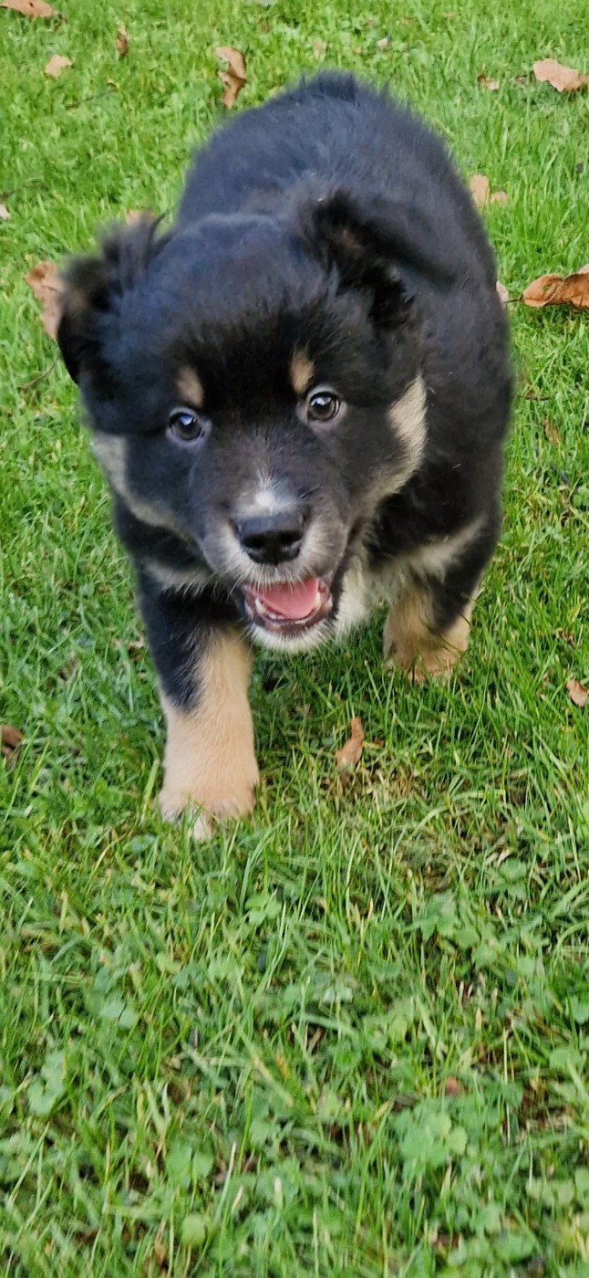 des terres de Maroussia - Chiots disponibles - Berger Américain Miniature 