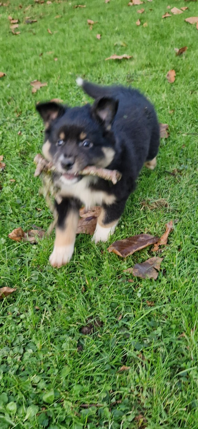 des terres de Maroussia - Chiots disponibles - Berger Américain Miniature 