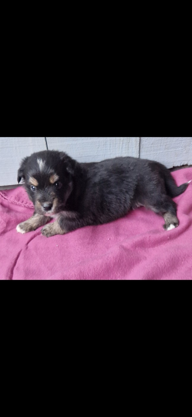 des terres de Maroussia - Chiots disponibles - Berger Américain Miniature 