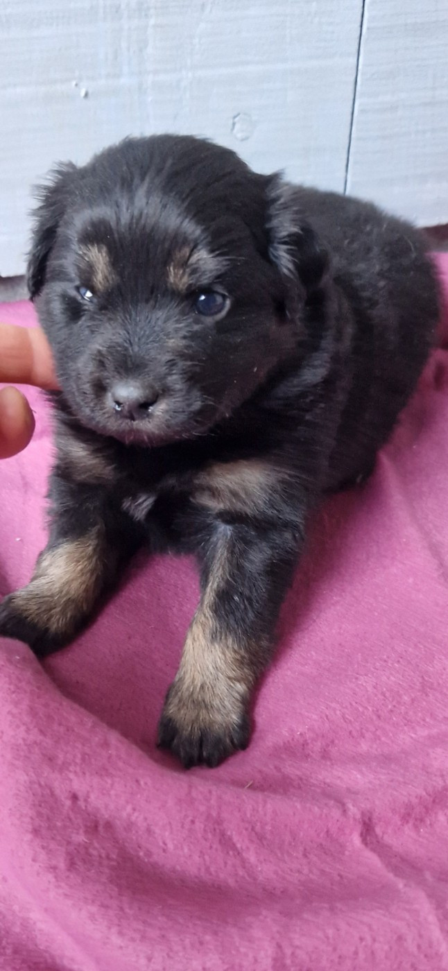 des terres de Maroussia - Chiots disponibles - Berger Américain Miniature 