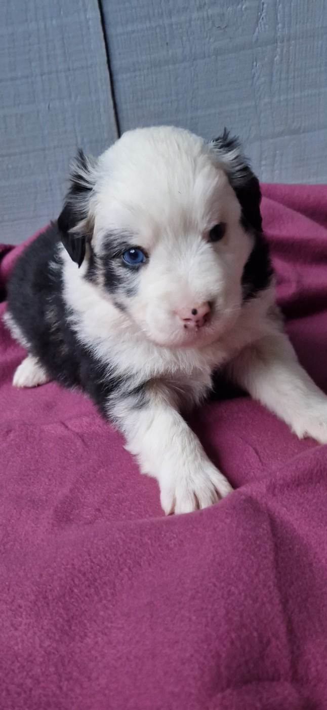 des terres de Maroussia - Chiots disponibles - Berger Américain Miniature 