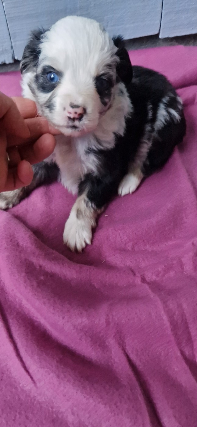 des terres de Maroussia - Chiots disponibles - Berger Américain Miniature 