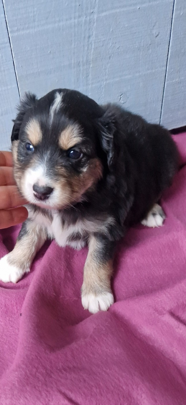 des terres de Maroussia - Chiots disponibles - Berger Américain Miniature 