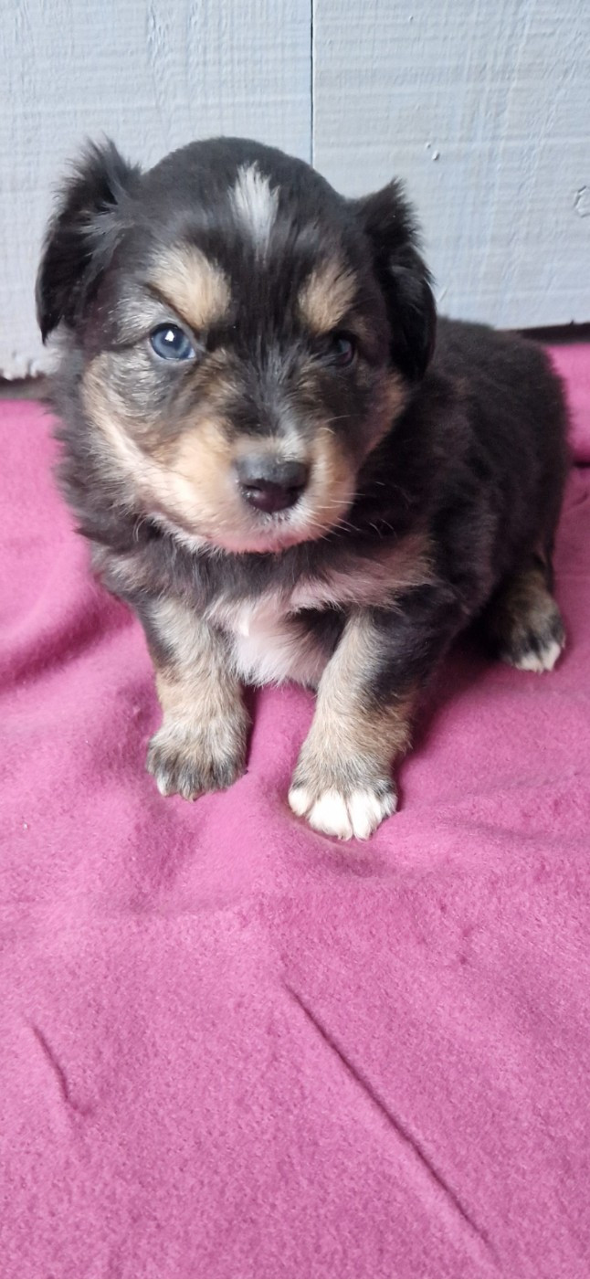 des terres de Maroussia - Chiots disponibles - Berger Américain Miniature 