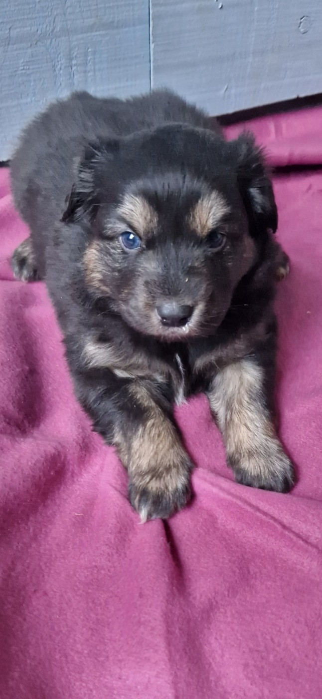 des terres de Maroussia - Chiots disponibles - Berger Américain Miniature 