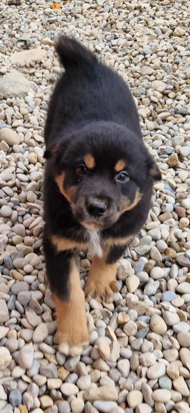 des terres de Maroussia - Chiots disponibles - Berger Américain Miniature 