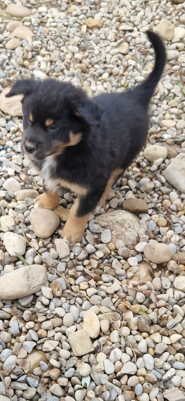 des terres de Maroussia - Chiots disponibles - Berger Américain Miniature 