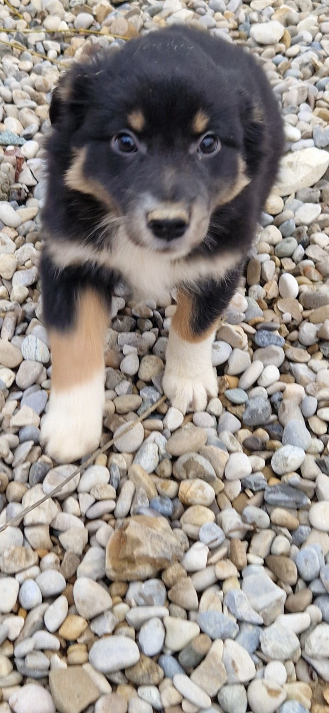 des terres de Maroussia - Chiots disponibles - Berger Américain Miniature 