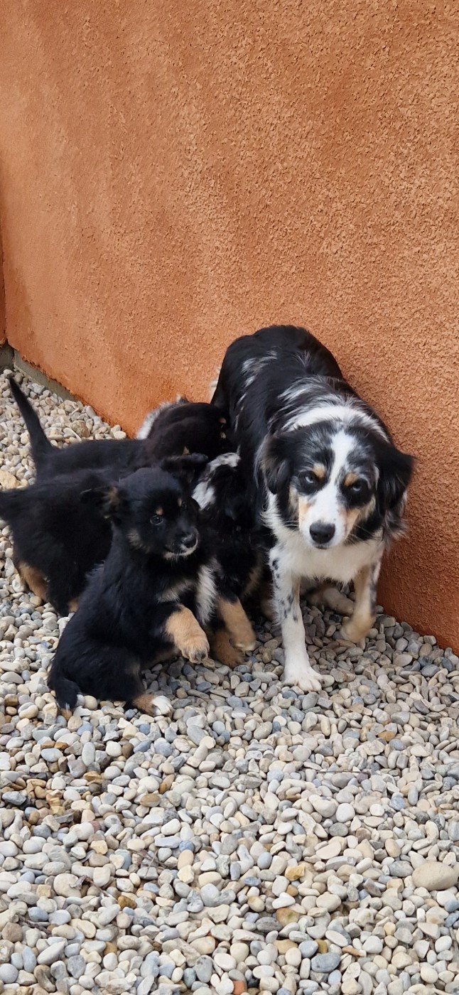 des terres de Maroussia - Berger Américain Miniature  - Portée née le 08/10/2025