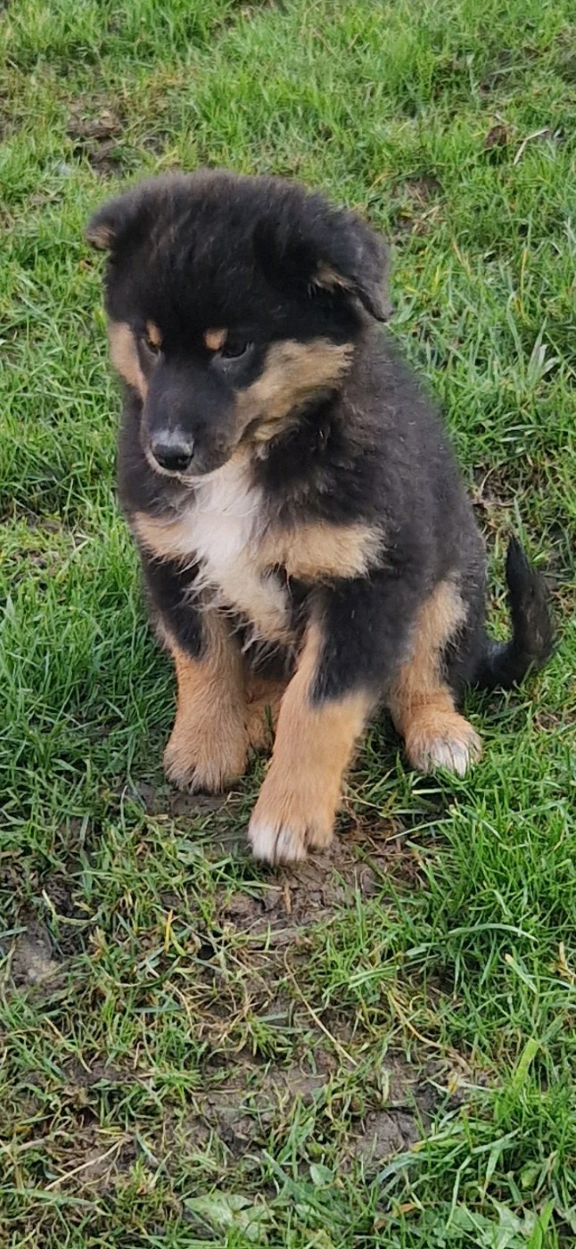 des terres de Maroussia - Chiots disponibles - Berger Américain Miniature 