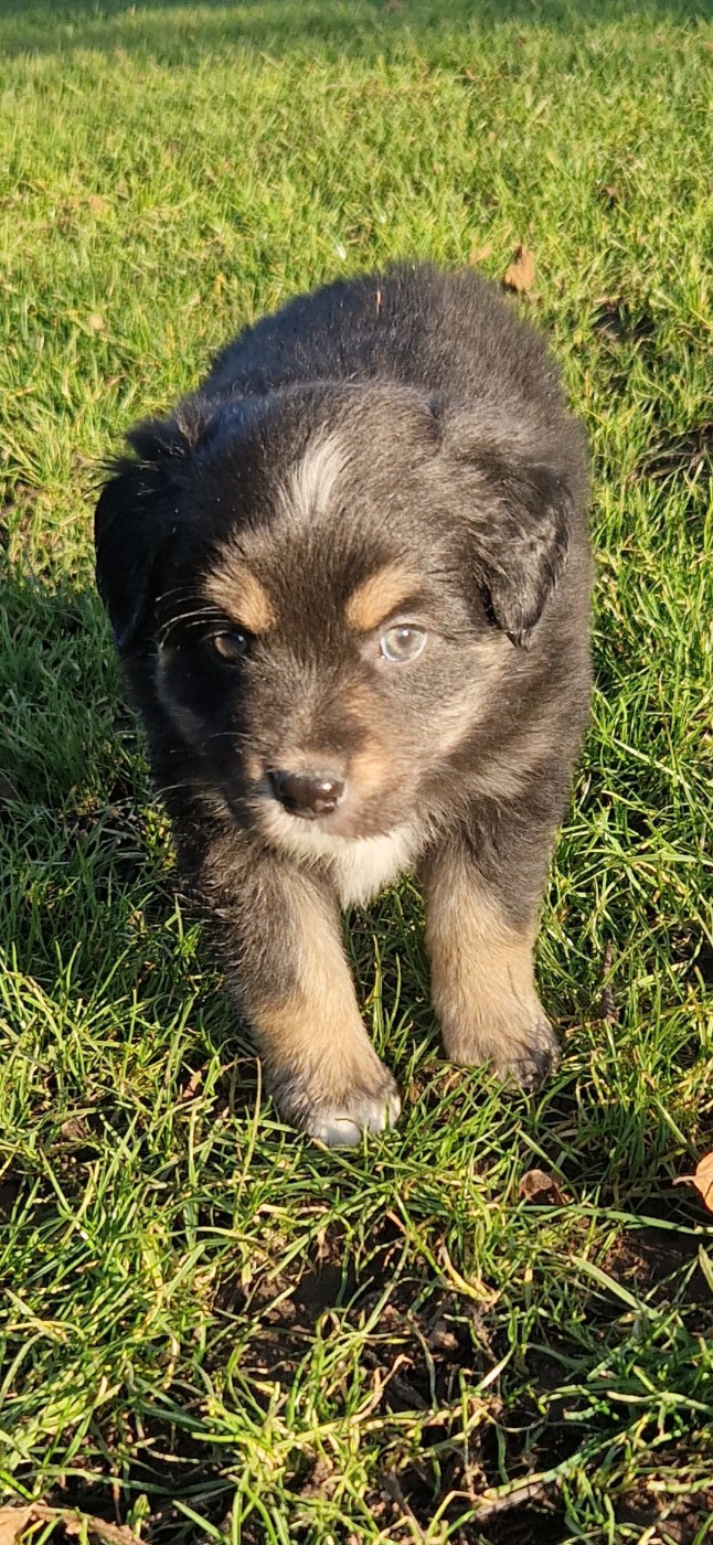 des terres de Maroussia - Chiots disponibles - Berger Américain Miniature 
