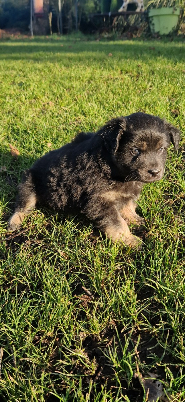 des terres de Maroussia - Chiots disponibles - Berger Américain Miniature 