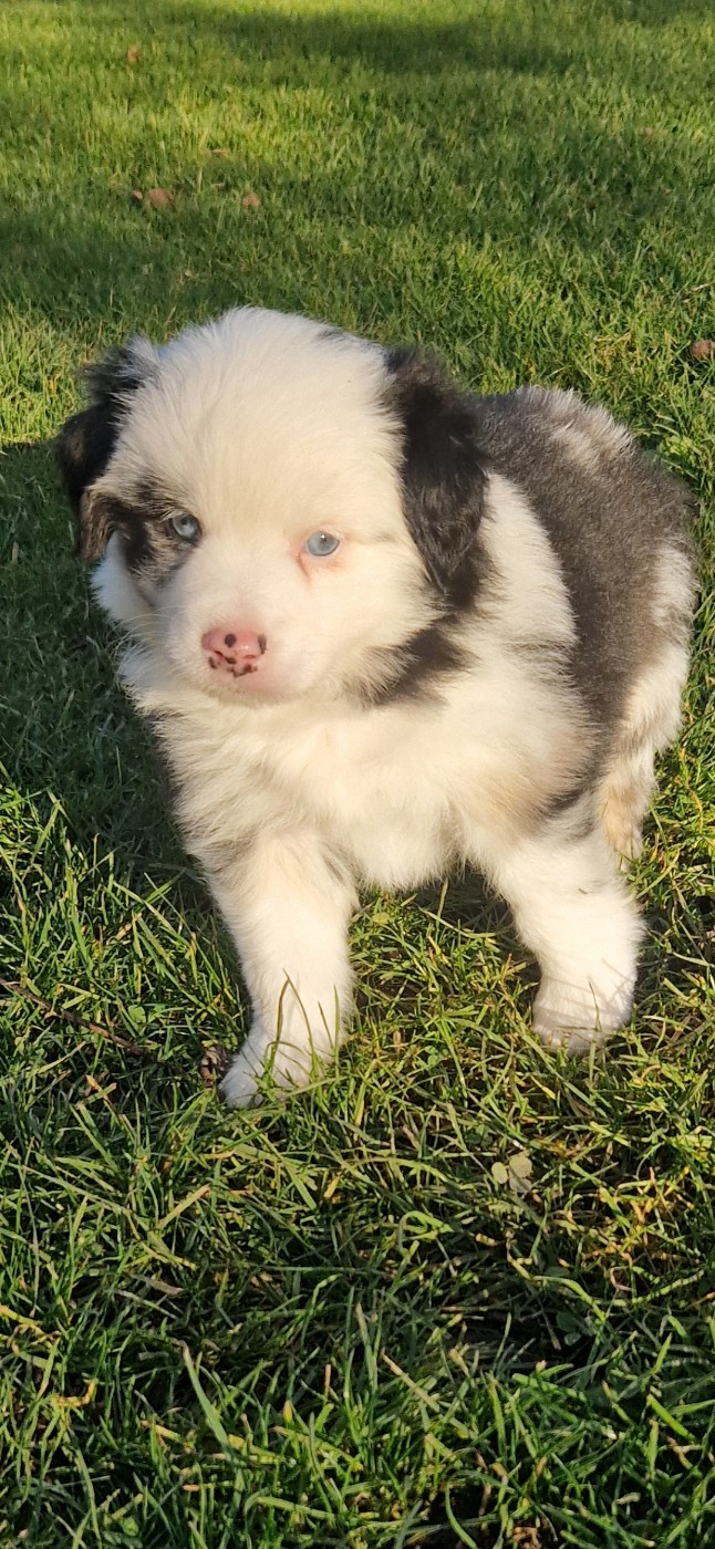 des terres de Maroussia - Chiots disponibles - Berger Américain Miniature 