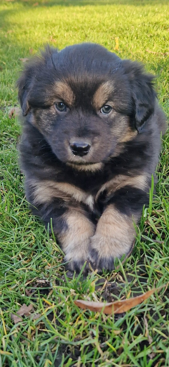 des terres de Maroussia - Chiots disponibles - Berger Américain Miniature 