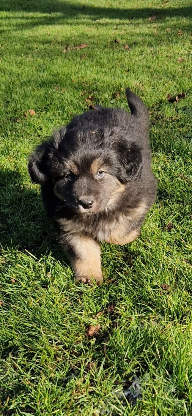 des terres de Maroussia - Chiots disponibles - Berger Américain Miniature 