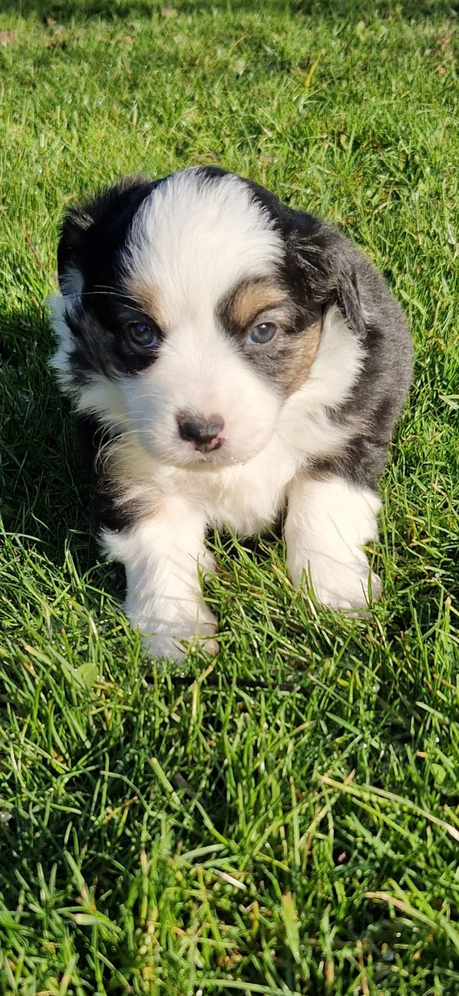 des terres de Maroussia - Chiots disponibles - Berger Américain Miniature 