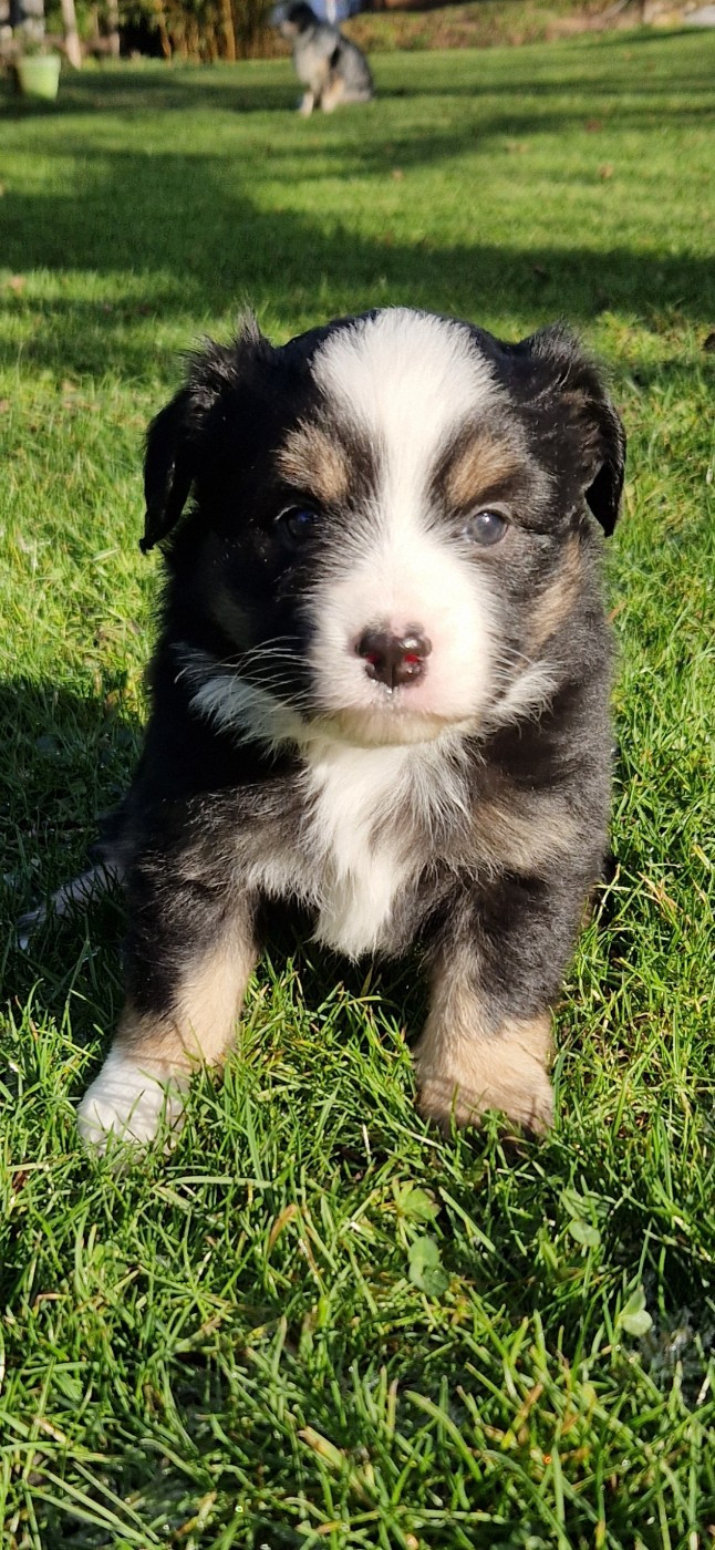 des terres de Maroussia - Chiots disponibles - Berger Américain Miniature 