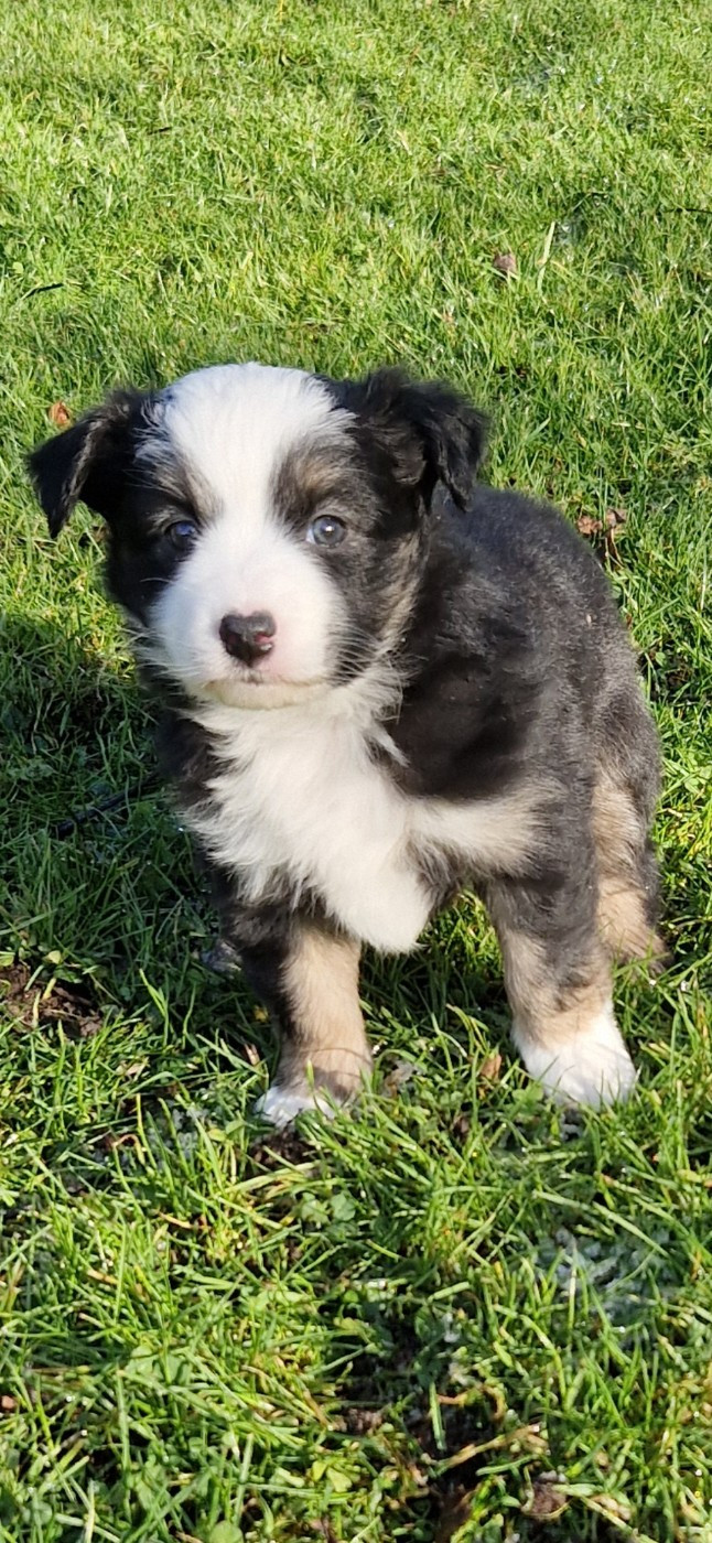 des terres de Maroussia - Chiots disponibles - Berger Américain Miniature 