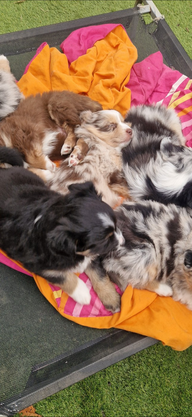 Chiot Berger Américain Miniature  des terres de Maroussia