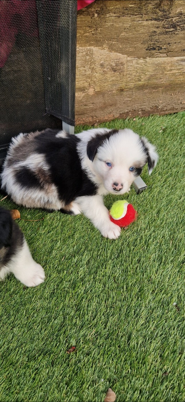 des terres de Maroussia - Chiots disponibles - Berger Américain Miniature 