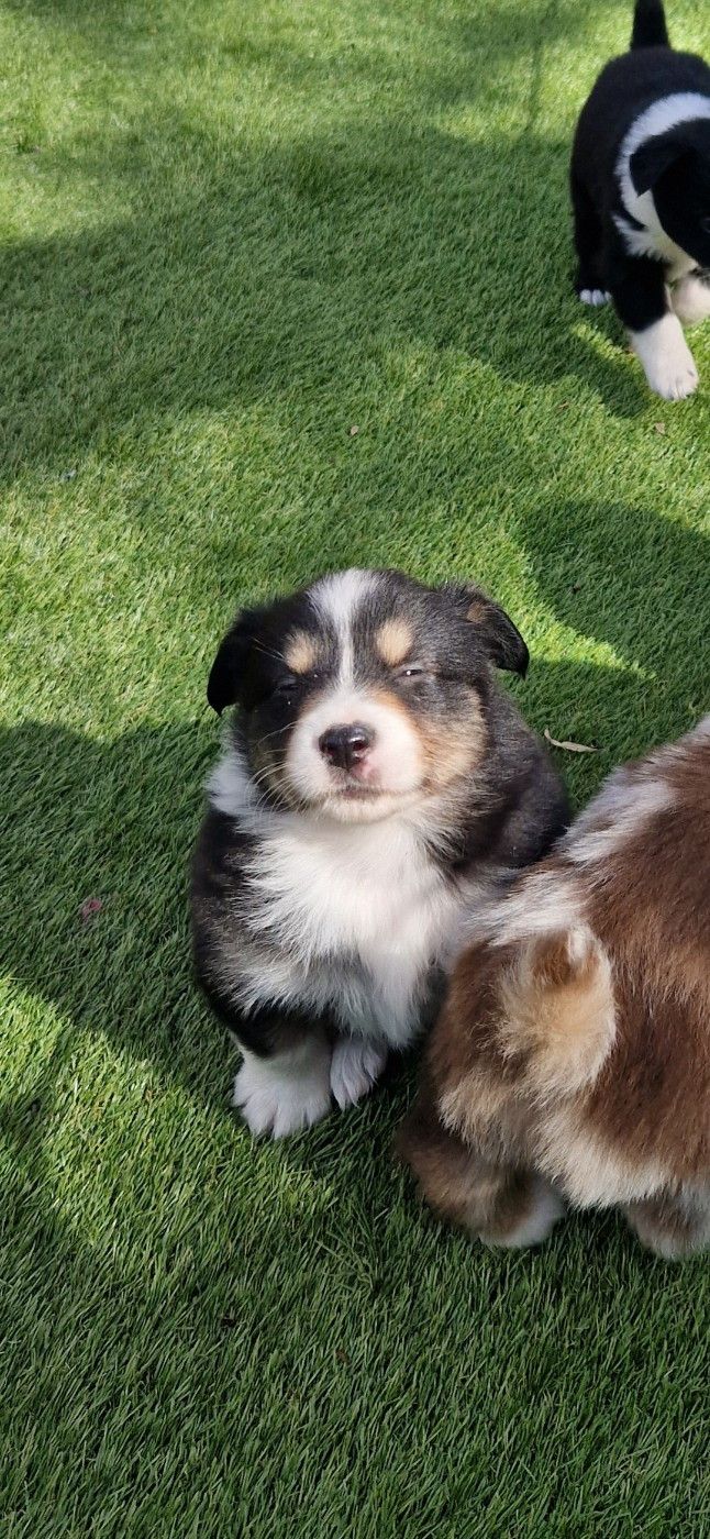 des terres de Maroussia - Chiots disponibles - Berger Américain Miniature 