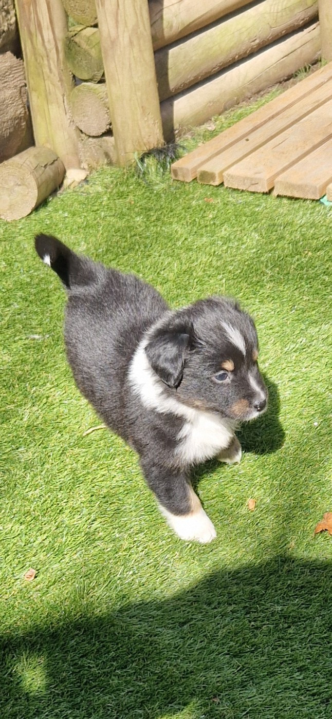 des terres de Maroussia - Chiots disponibles - Berger Américain Miniature 