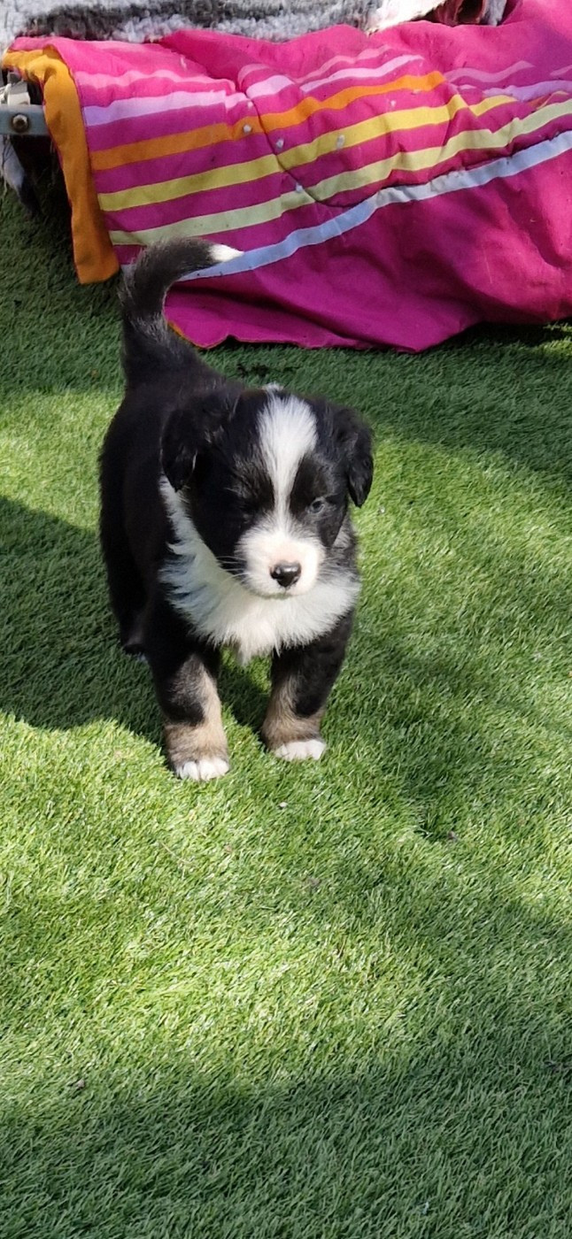 des terres de Maroussia - Chiots disponibles - Berger Américain Miniature 