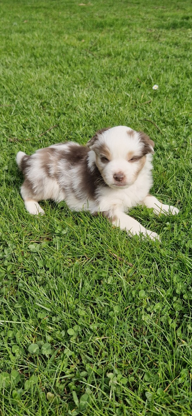 des terres de Maroussia - Chiots disponibles - Berger Américain Miniature 