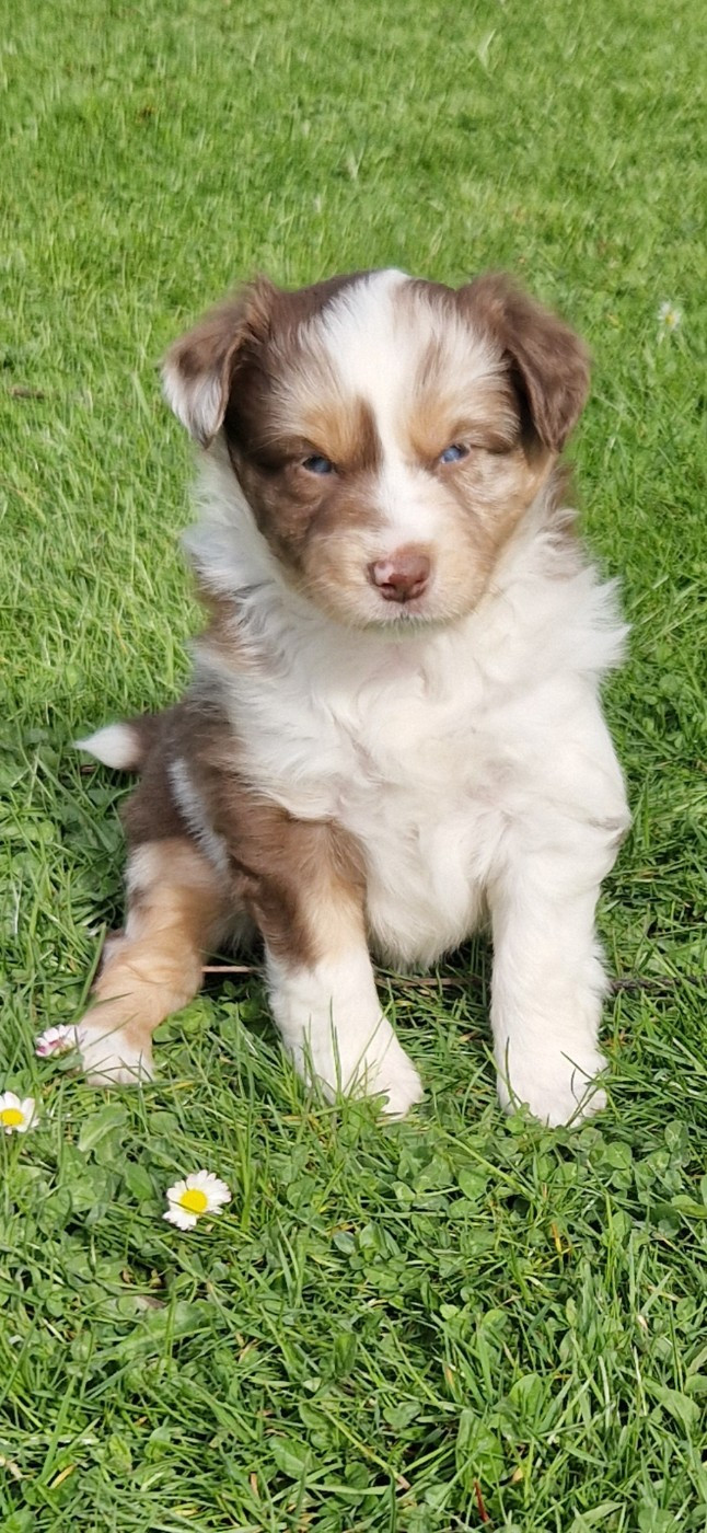 des terres de Maroussia - Chiots disponibles - Berger Américain Miniature 