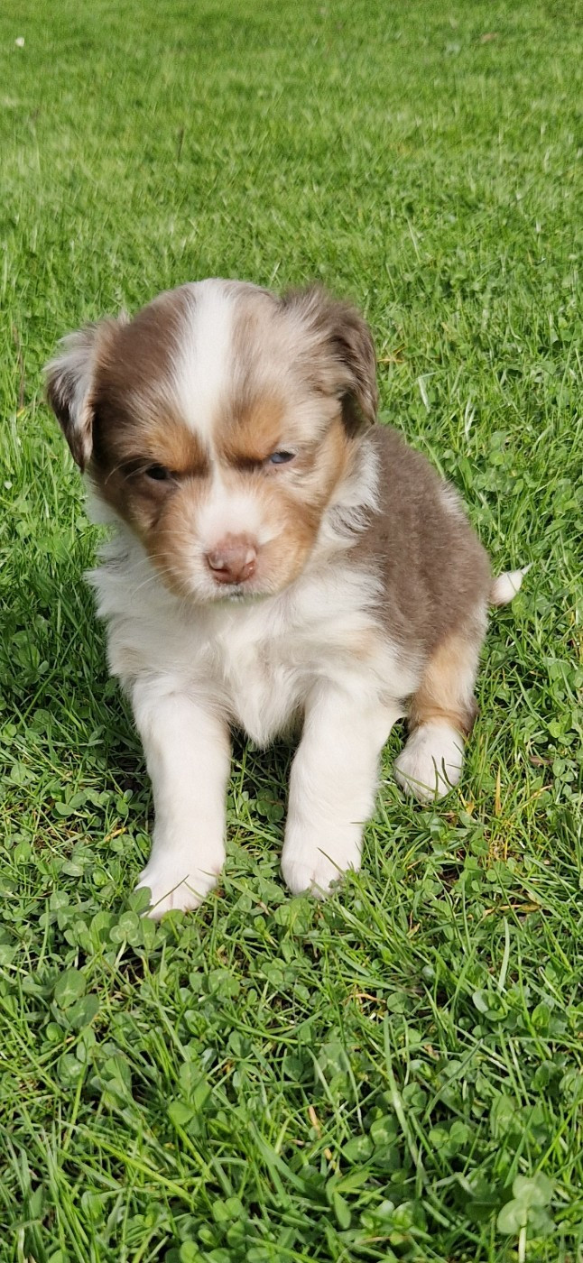 des terres de Maroussia - Chiots disponibles - Berger Américain Miniature 