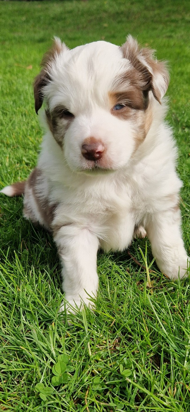 des terres de Maroussia - Chiots disponibles - Berger Américain Miniature 