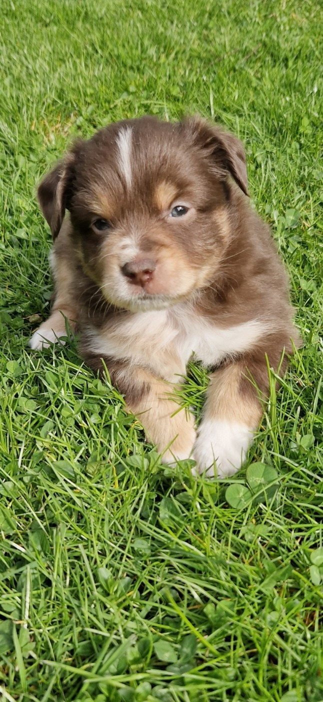 des terres de Maroussia - Chiots disponibles - Berger Américain Miniature 