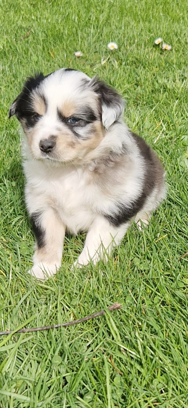 des terres de Maroussia - Chiots disponibles - Berger Américain Miniature 