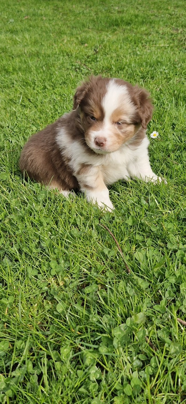 des terres de Maroussia - Chiots disponibles - Berger Américain Miniature 