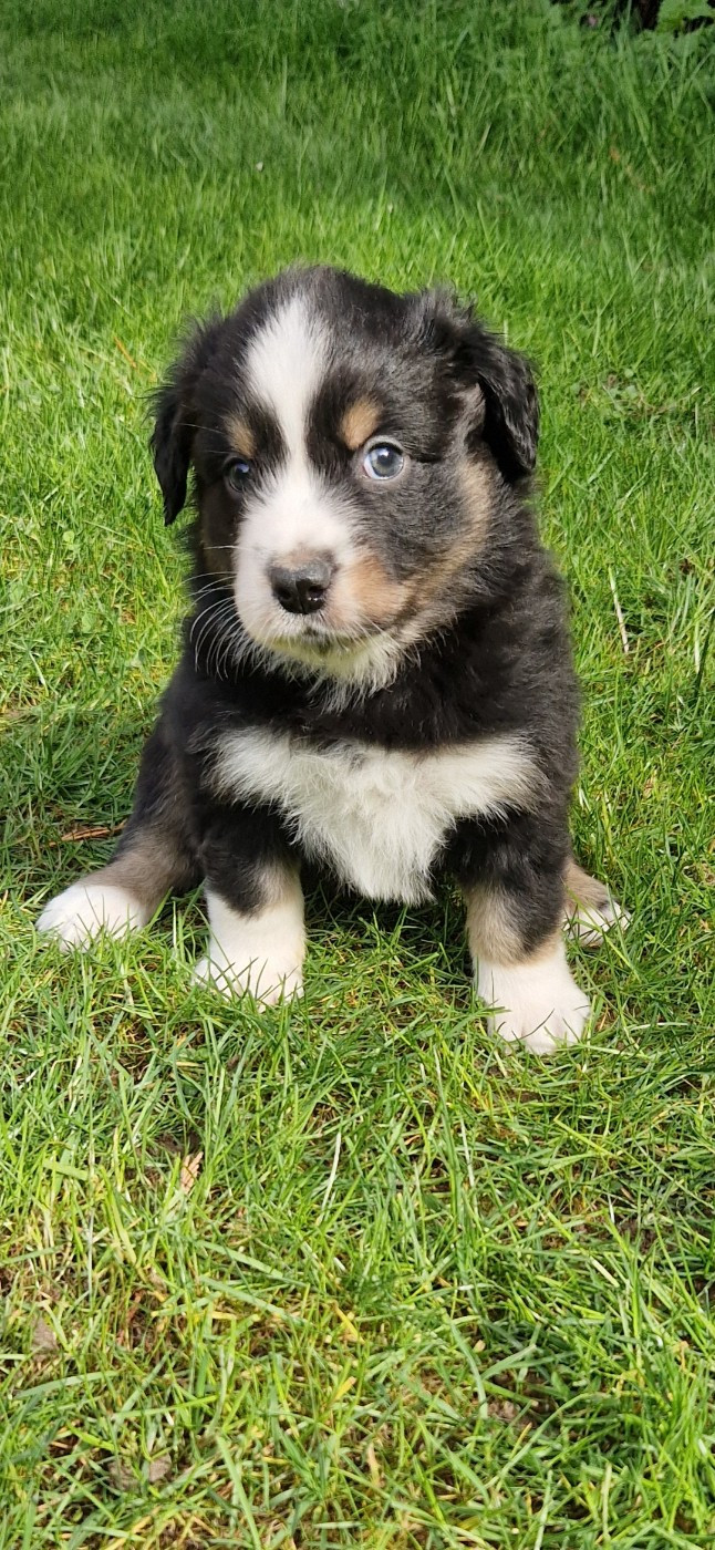 des terres de Maroussia - Chiots disponibles - Berger Américain Miniature 