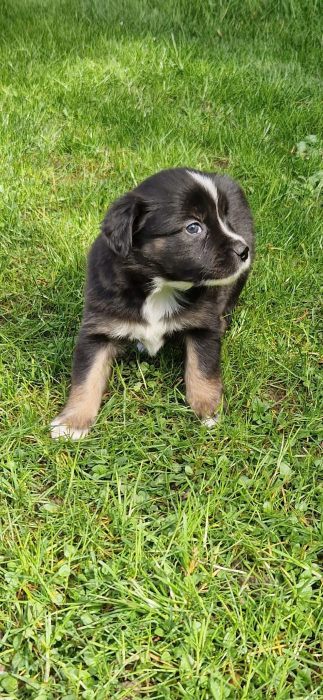 des terres de Maroussia - Chiots disponibles - Berger Américain Miniature 